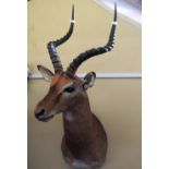 A stuffed and mounted Gazelle head