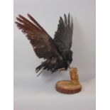 Taxidermy Interest - Study of a crow with raised wings upon a naturalistic wooden plinth base,