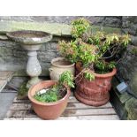 Terracotta pot, pedestal bird bath and two further pots, mainly planted