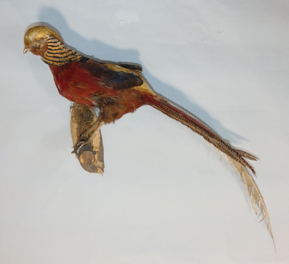 Taxidermy Interest - Stuffed and mounted golden pheasant upon a naturalistic wooden perch, 90cm long