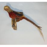 Taxidermy Interest - Stuffed and mounted golden pheasant upon a naturalistic wooden perch, 90cm long