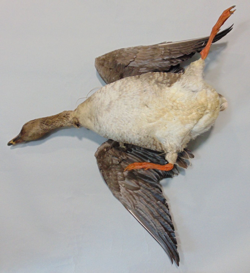 Taxidermy Interest - Stuffed greylag goose in flight, 75cm long - Image 2 of 2