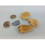 A collection of fossils to include three ammonite's and others
