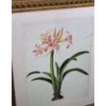Two coloured botanical prints, one showing an Amaryllis, pair of further coloured prints of floral
