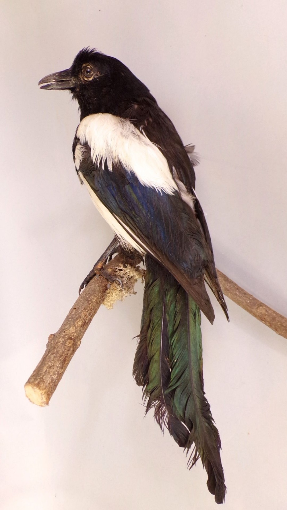 Taxidermy interest - a stuffed and mounted magpie upon a branch together with a further red squirrel - Image 2 of 4