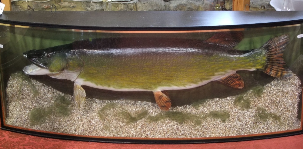 Taxidermy Interest - Impressive pike, in bow fronted glass case with fitted interior, the case 125cm