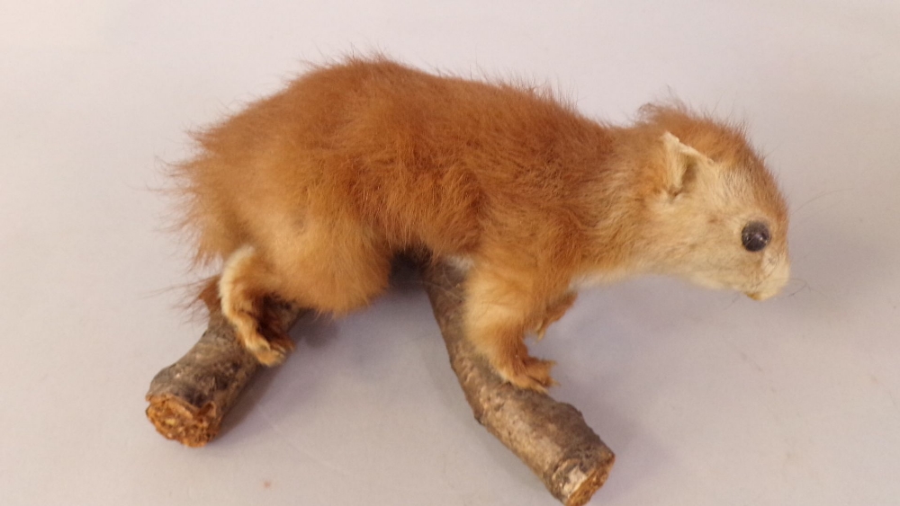 Taxidermy interest - a stuffed and mounted magpie upon a branch together with a further red squirrel - Image 3 of 4