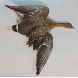 Taxidermy Interest - Stuffed greylag goose in flight, 75cm long