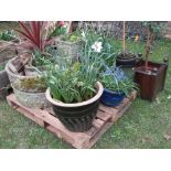 A collection of various contemporary planters to include some glazed examples (planted) together