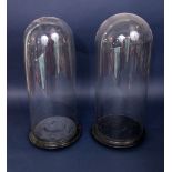 Pair of glass domes upon turned ebonised bases, each 42cm high (2)