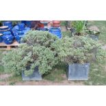 A pair of lead planters of square moulded form containing established shrubs, 60cm square (2)