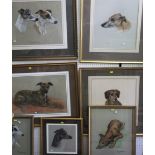 Mary Browning (20th century - British) - A collection of five studies of greyhounds, whippets and