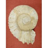 A large fossilized ammonite, 55cm diameter max