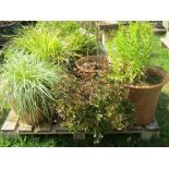 One lot of contemporary terracotta planters of varying size and design together with a pair of