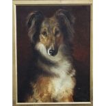 Darwin Holdsworth Bartrop (British 1882-1947) - Half length study of a collie, oil on canvas laid