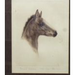 After Kurt Meyer Eberhardt (German 1895-1977) - Head of a foal, sepia coloured engraving, with