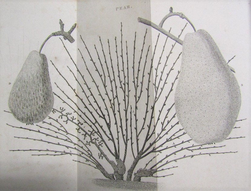 FORSYTH WIlliam - Treatise on the Culture and Management of Fruit Trees, Fourth Edition 1806, - Image 2 of 3