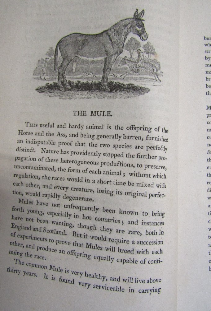 BESWICK Thomas - A General History of Quadrupeds - Fifth Edition printed by Edwards Walker 1807, 525 - Image 4 of 6