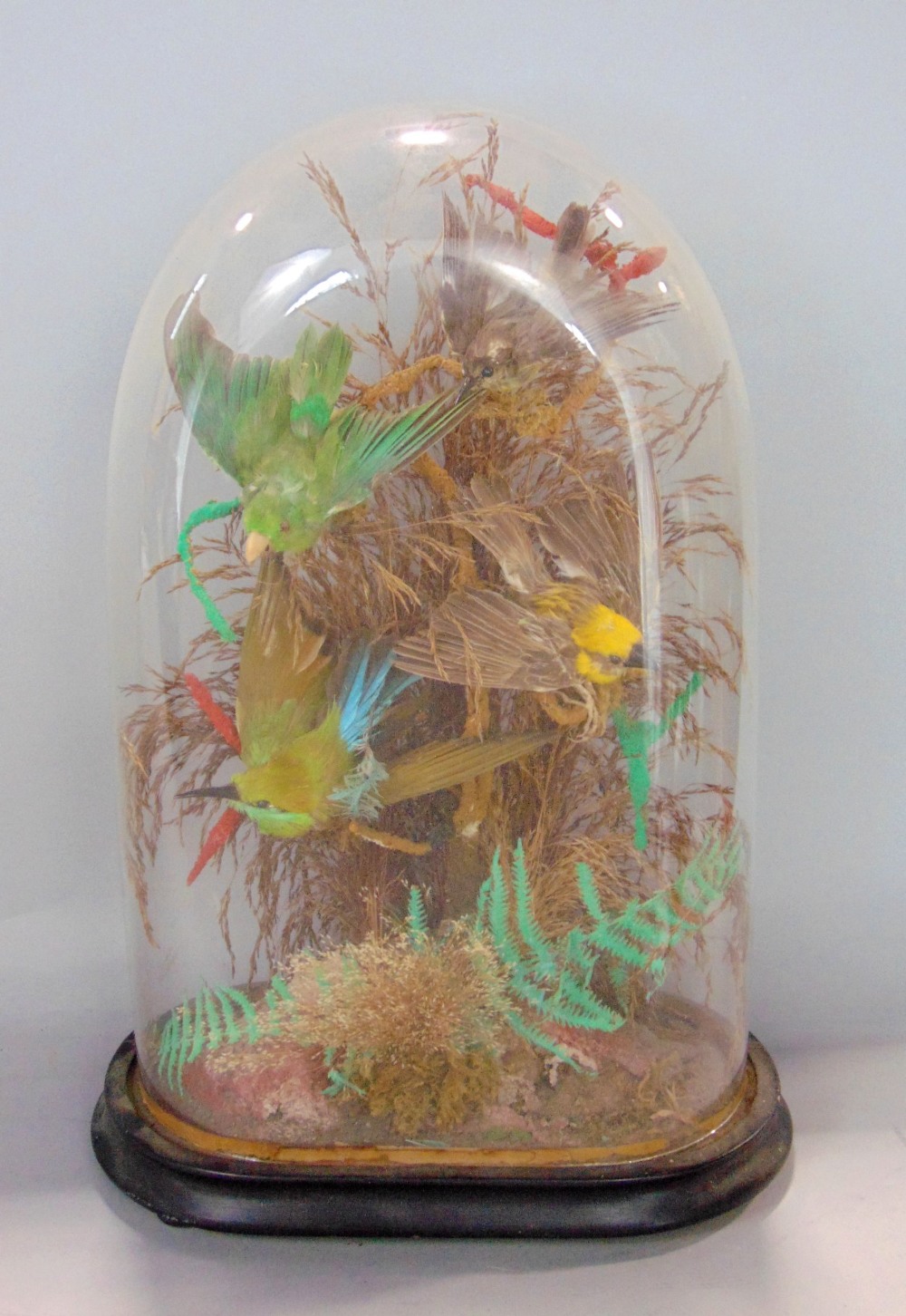 Taxidermy interest - diorama of four tropical birds amongst foliage under a domed case on an