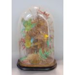 Taxidermy interest - diorama of four tropical birds amongst foliage under a domed case on an