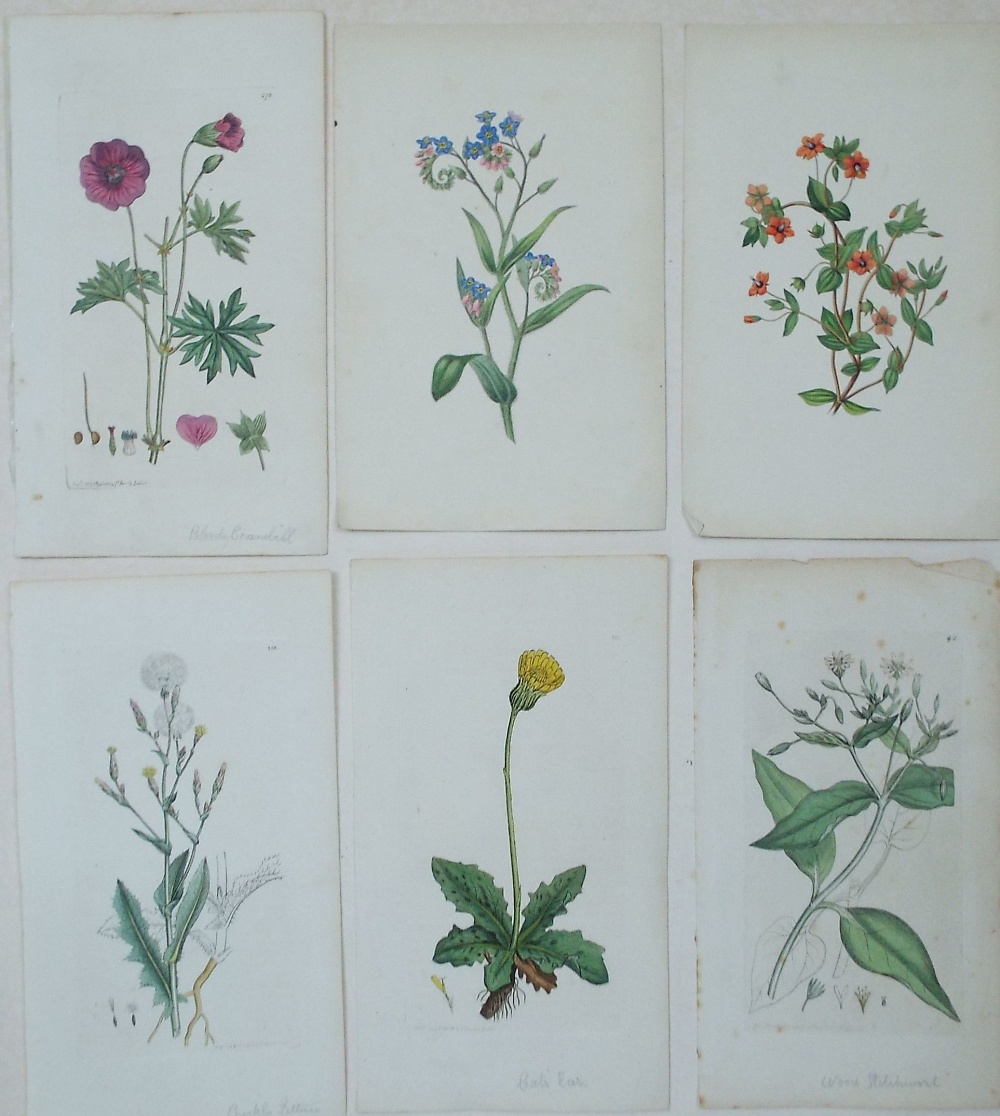 A collection of unframed late 18th century coloured botanical engravings, probably book plates,