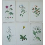 A collection of unframed late 18th century coloured botanical engravings, probably book plates,