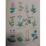 CULPEPER Nicolas - Complete Herbal 1828, published by Thomas Kelly 398 pages plus index, plus 35