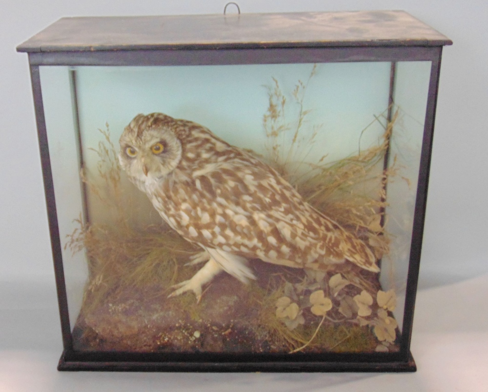 Taxidermy interest - cased and glazed study of a short eared owl, on a naturalistic base