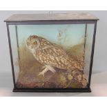 Taxidermy interest - cased and glazed study of a short eared owl, on a naturalistic base