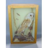 Taxidermy interest - glazed cased study of a barn owl, amidst foliage, the case 46 cm high