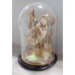 Taxidermy interest - study of a standing red legged partridge amidst foliage, under a circular glass