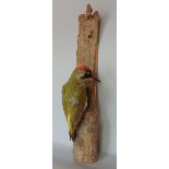 Taxidermy interest - study of a woodpecker upon a branch, 52 cm high