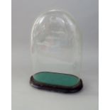 Late 19th century oval glass dome and base, 40 cm high, with two wooden boxes and a magnifying glass