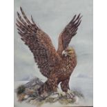 Nichele (20th century) - Study of an eagle with outstretched wings, gouache on paper, signed and
