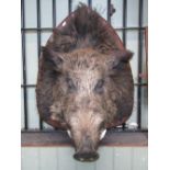 Taxidermy Interest - A stuffed boars head, mounted on a shield shaped board