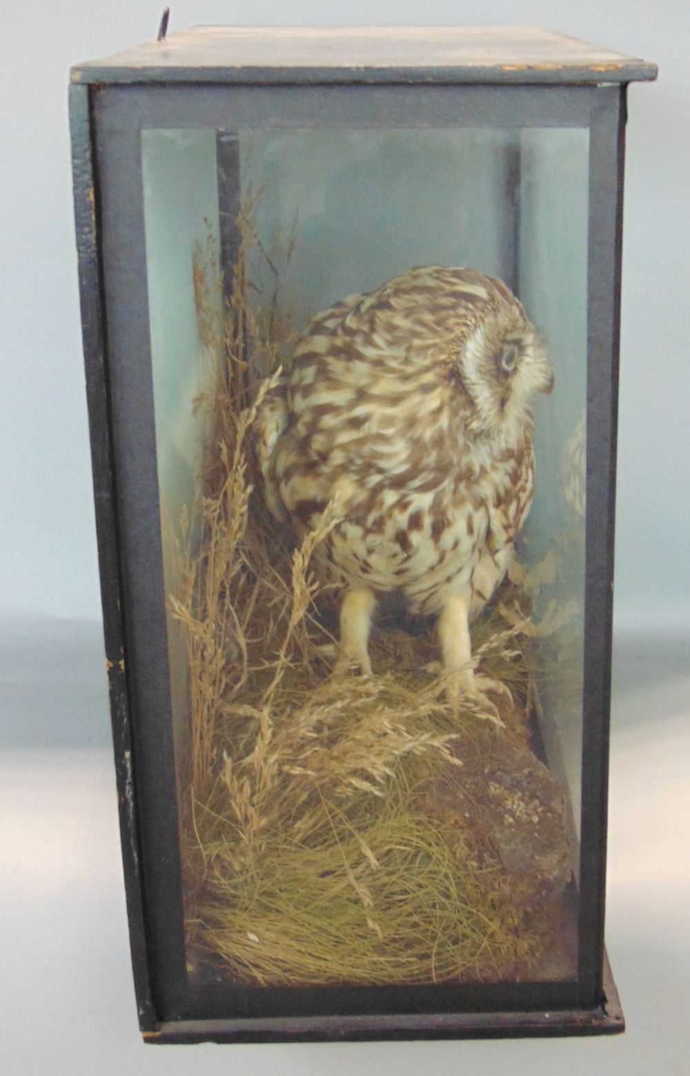 Taxidermy interest - cased and glazed study of a short eared owl, on a naturalistic base - Image 2 of 3