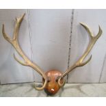 A pair of stags antlers mounted on a small shield shaped plaque