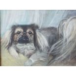 Mercy Creed (early 20th century British) - study of a pekinese, pastel and gouache on paper,