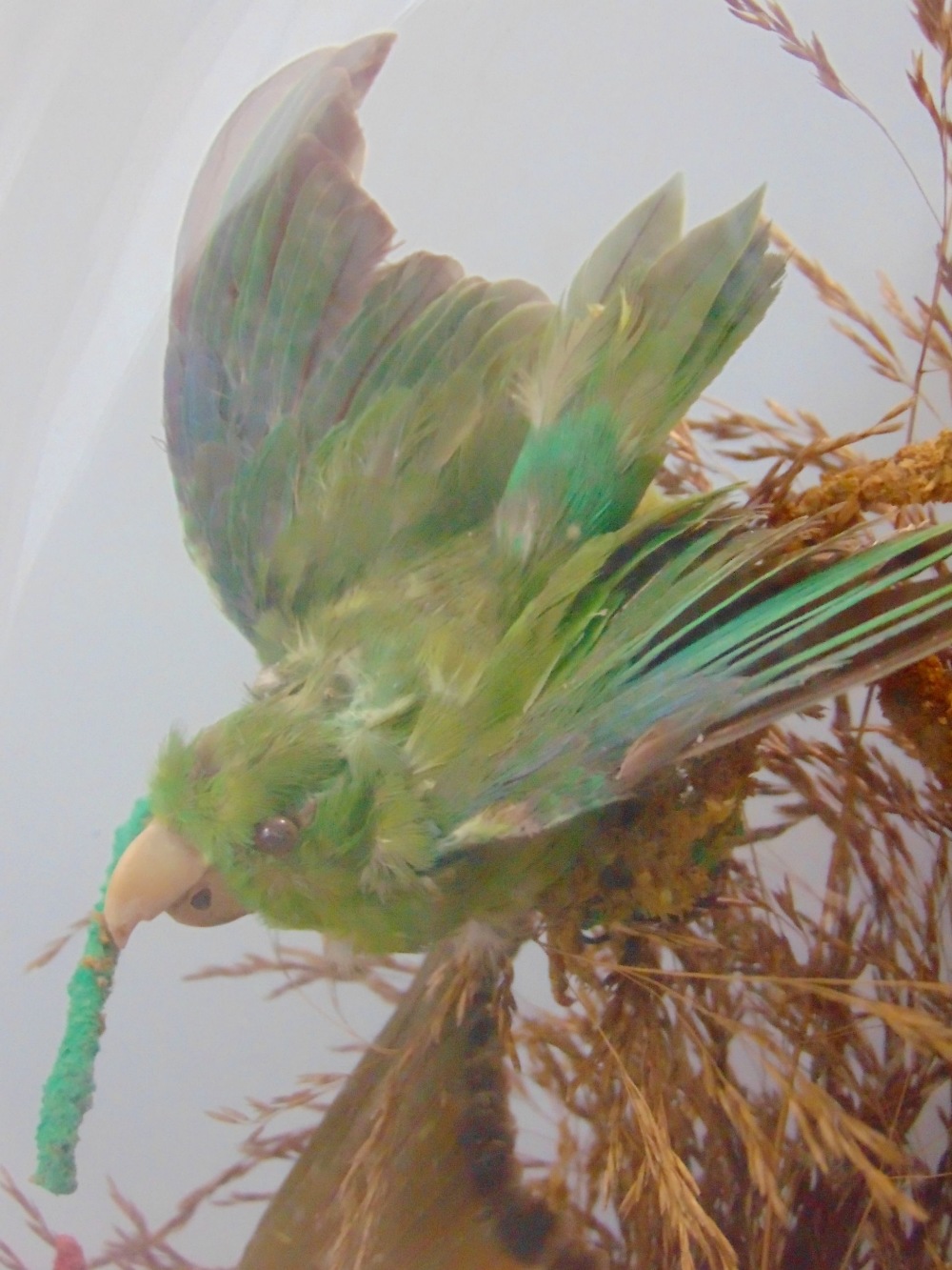 Taxidermy interest - diorama of four tropical birds amongst foliage under a domed case on an - Image 3 of 3