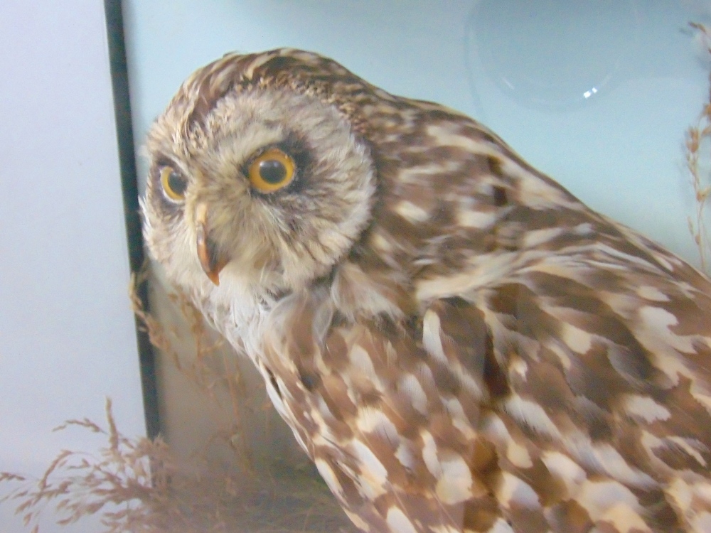 Taxidermy interest - cased and glazed study of a short eared owl, on a naturalistic base - Image 3 of 3