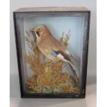 Taxidermy interest - glazed cased study of a jay amidst foliage, the case 36 cm high