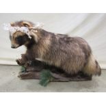 Taxidermy Interest - A stuffed honey badger, mounted on a gnarled branch