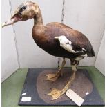 Taxidermy Interest - Model of an African Spur Winged Goose. from the Peter Farrington collection,