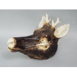 An unusual continental ceramic tureen and cover, naturalistically modelled as a stags head, with