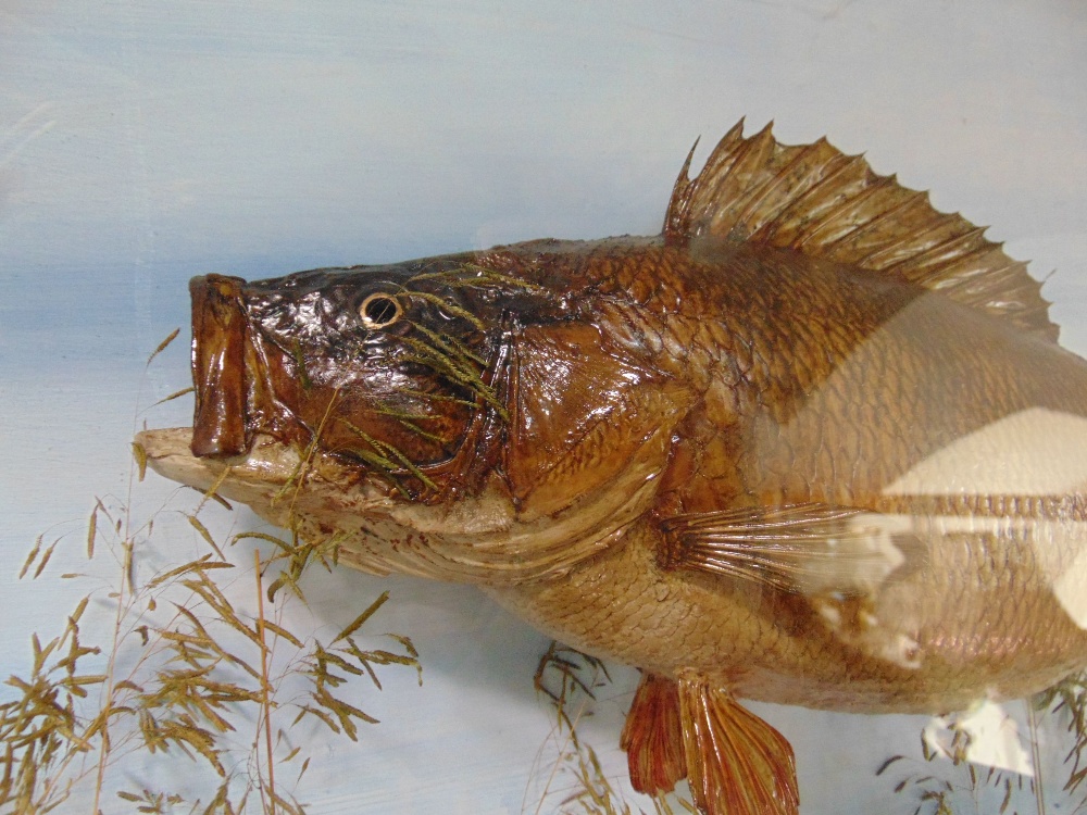 Taxidermy interest - A cabinet containing three perch chasing two small roach with naturalistic - Image 2 of 7