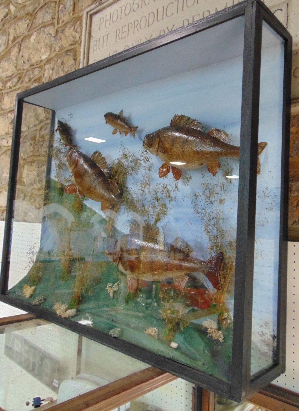 Taxidermy interest - A cabinet containing three perch chasing two small roach with naturalistic - Image 5 of 7