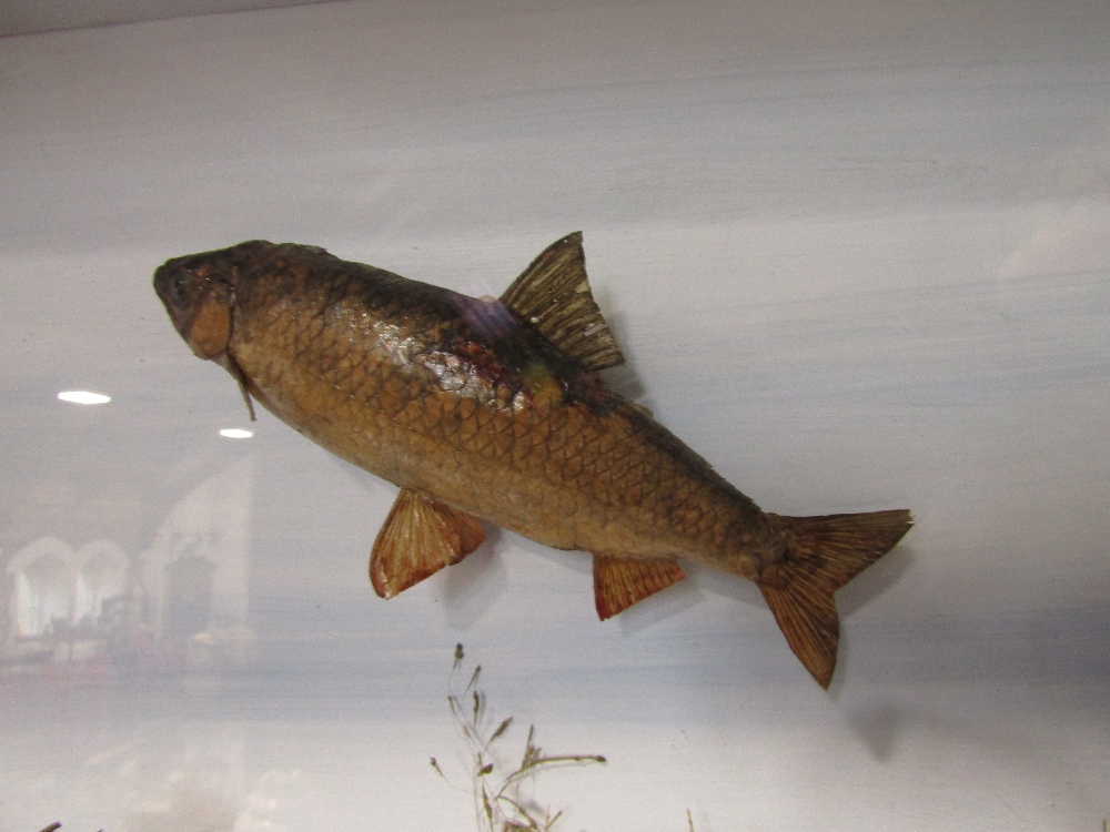 Taxidermy interest - A cabinet containing three perch chasing two small roach with naturalistic - Image 4 of 7