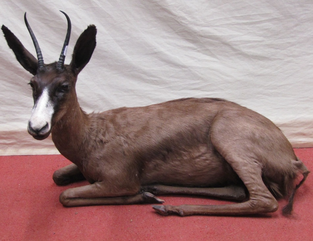 Taxidermy interest - a Steenbok