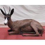 Taxidermy interest - a Steenbok