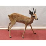 Taxidermy Interest - A juvenile Oryx